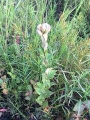 Dasineura salicifoliae