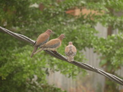 Streptopelia senegalensis