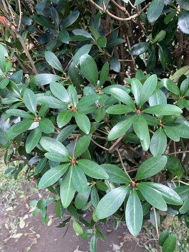 Pentaphylacaceae image