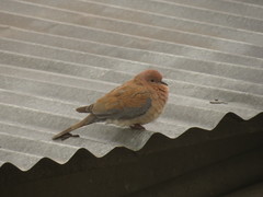 Streptopelia senegalensis