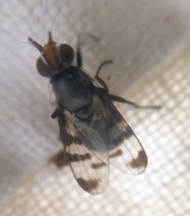 Herina lugubris