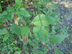 Cornus sericea sericea