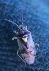 Orthops