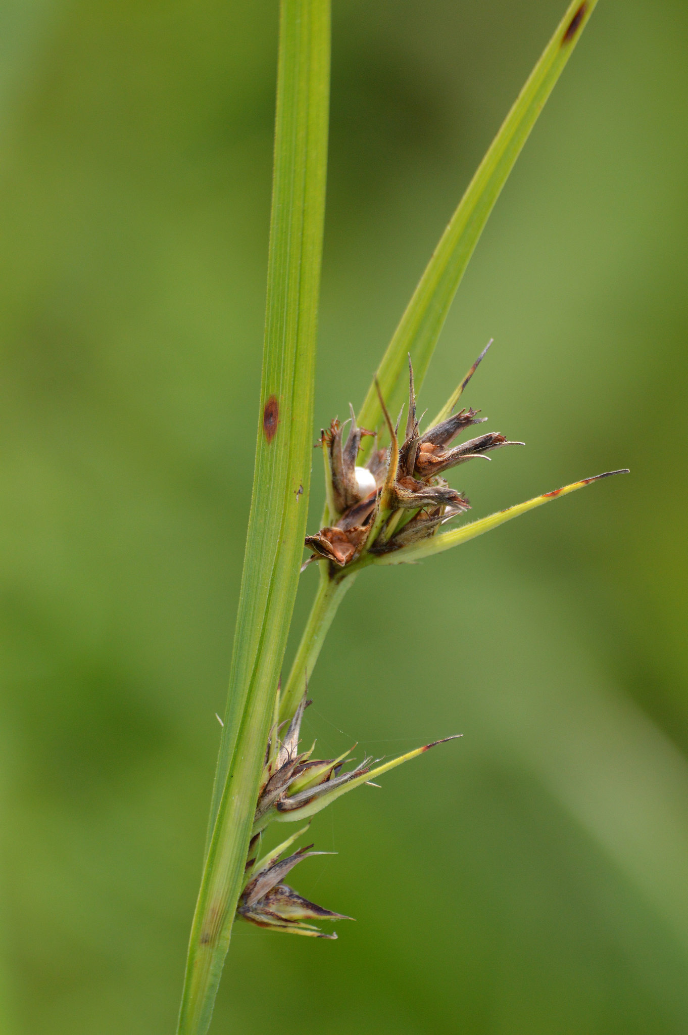 Scleria