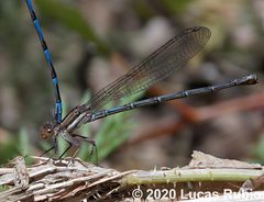 Argia joergenseni