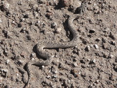 Bothrops ammodytoides