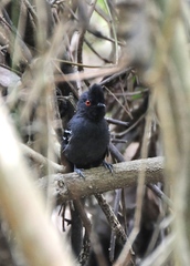 Myrmoborus melanurus