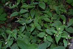 Galinsoga quadriradiata