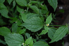 Galinsoga quadriradiata