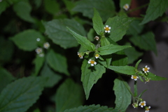 Galinsoga quadriradiata