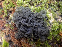 Leptogium brebissonii