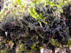 Leptogium brebissonii