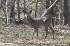 Odocoileus virginianus borealis