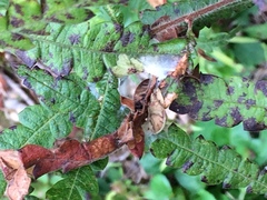 Lophocampa caryae
