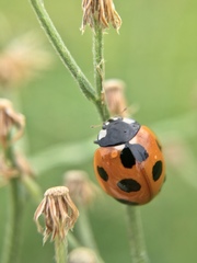 Coccinella septempunctata