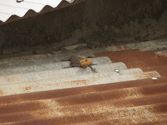 Agama
