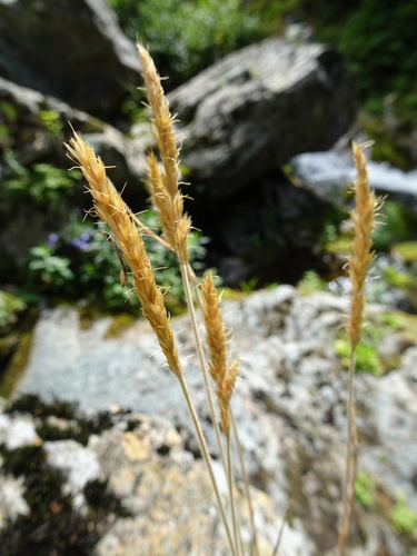 Trisetum spicatum iNat (1)