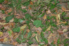 Tussilago farfara