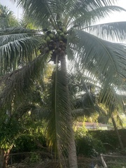 Cocos nucifera