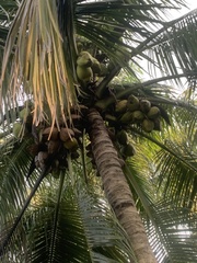 Cocos nucifera