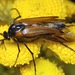 Wasp Nest Beetle - Photo (c) mwkozlowski, some rights reserved (CC BY-SA)