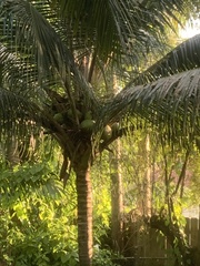 Cocos nucifera