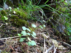Saxifraga cernua
