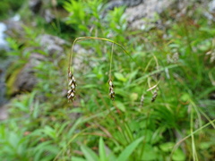 Carex capillaris