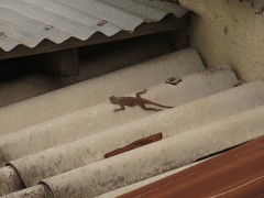 Agama