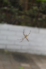 Argiope argentata