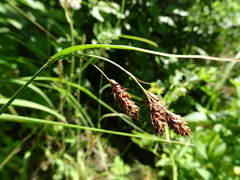 Carex atratiformis