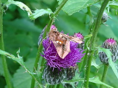 Autographa bimaculata