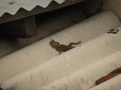Agama