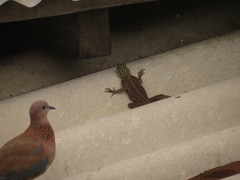 Agama