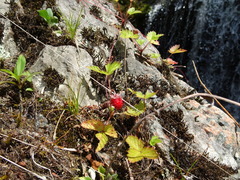 Fragaria vesca americana