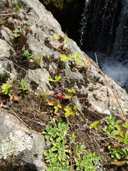 Fragaria vesca americana
