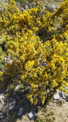 Adesmia confusa