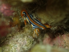 Chromodorididae