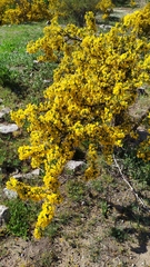 Adesmia confusa