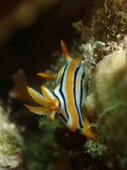 Chromodorididae