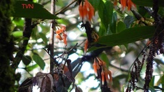 Satyria warszewiczii