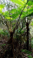 Cyathea australis
