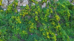 Tropaeolum brachyceras
