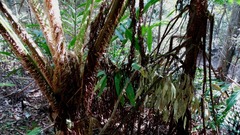 Cyathea australis