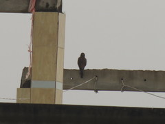 Falco tinnunculus