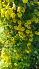 Tropaeolum brachyceras