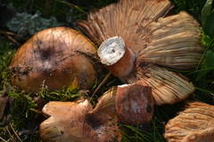 Russula ventricosipes