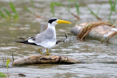 Phaetusa simplex