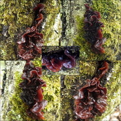 Phaeotremella foliacea