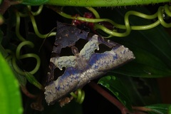 Avatha bubo